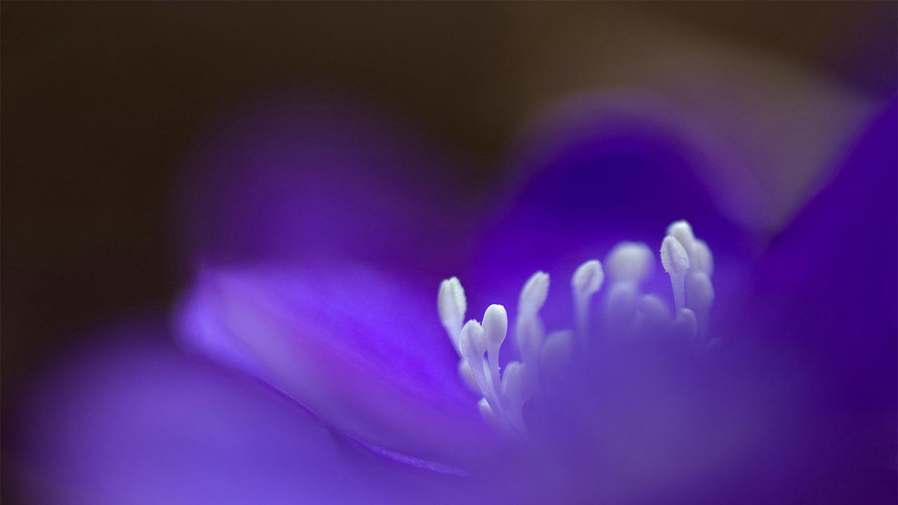 Foto av Anna Ulmestrand