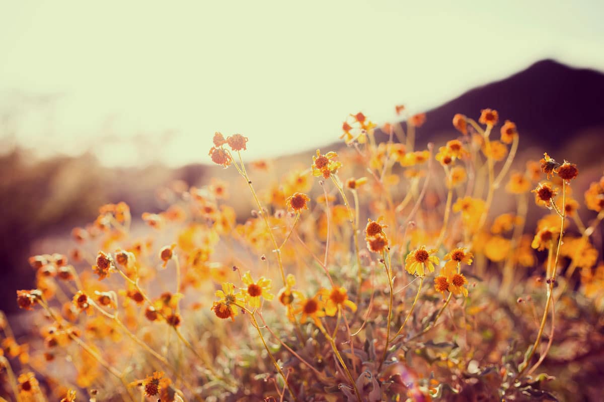 Blommor