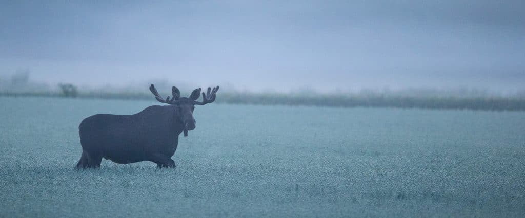 Lightroom för naturfotografer - Bild på älg