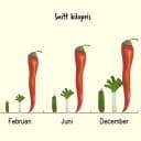 Ett stapeldiagram för gurka, purjolök och paprika. Staplarna är visualiserade med bilder på de olika grönsakerna.