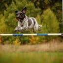 Hund hoppar över ett hinder på en agility-bana, bilden har skärps för mycket så att små vita prickar syns i bilden.