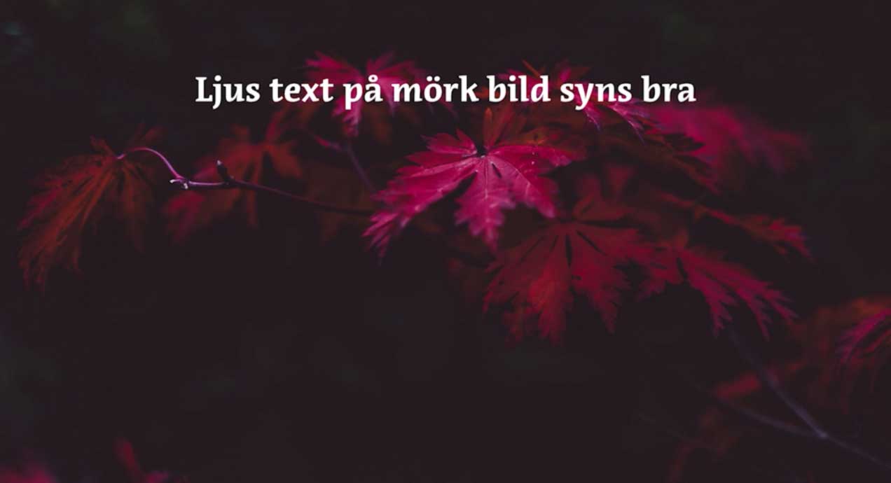 Mörk bild på röda löv med texten: Ljus text på mörk bild synd bra.