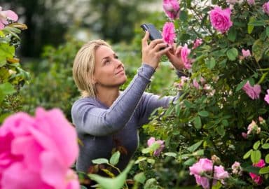 Camilla fotar blommor med mobilkamera