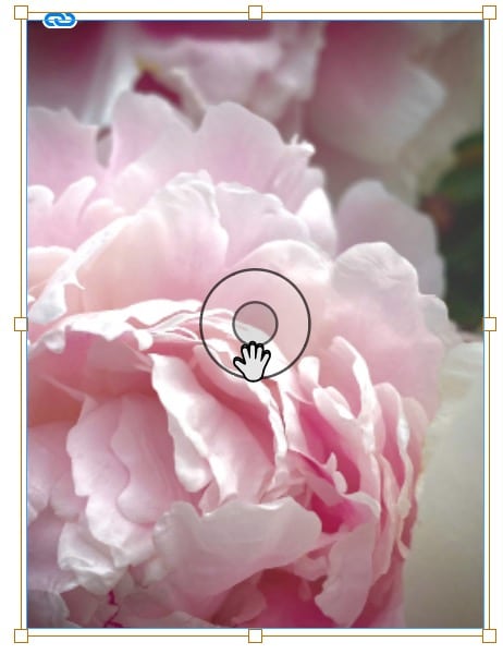 Markerad bild på rosa pioner