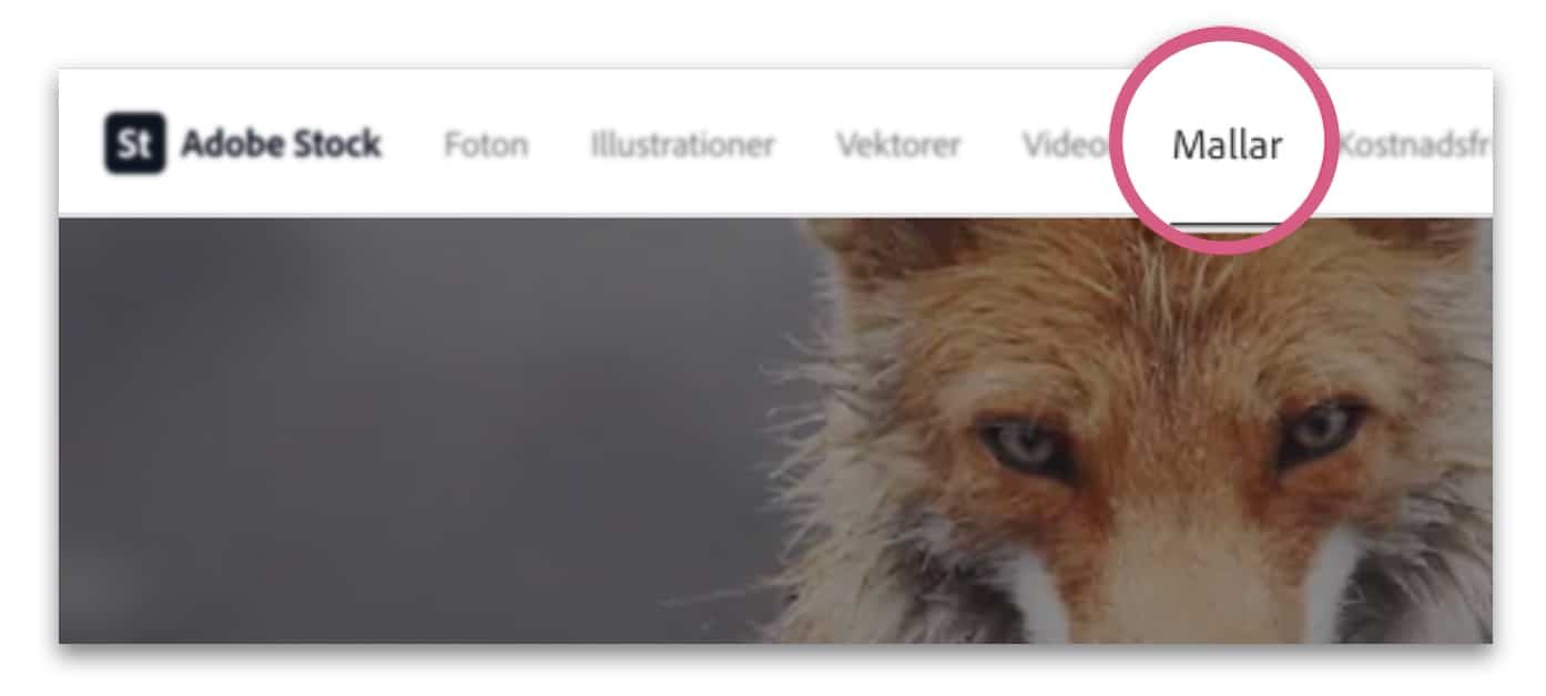 Skärmdump från Adobe Stock