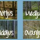 Fyra fotografier som föreställer natur fotograferad under olika ljusförhållanden. Texterna medljus, motljus, sidoljus och ovanljus står i vit text ovanpå respektive bild.