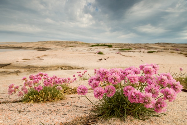 Ramsvikslandet