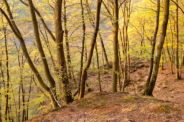 Söderåsens nationalpark