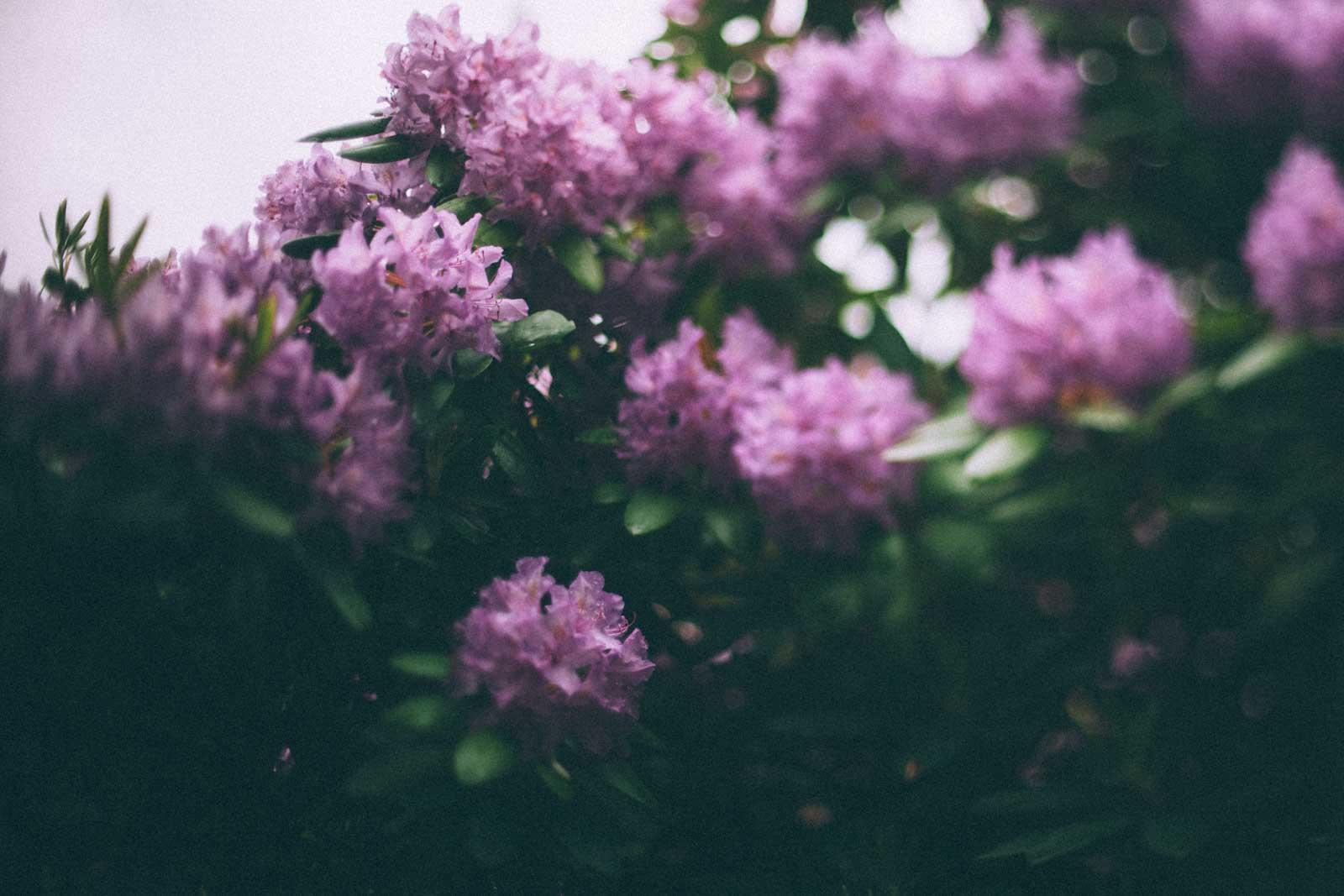 Freelensing