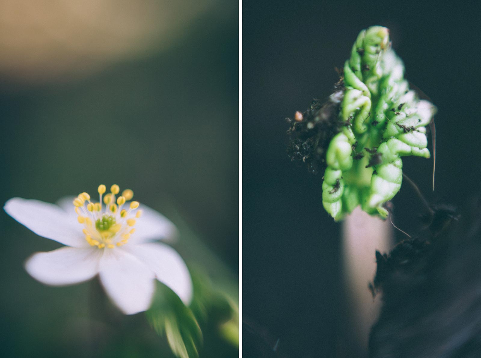 Blomma och rabarber fångad med supermakro