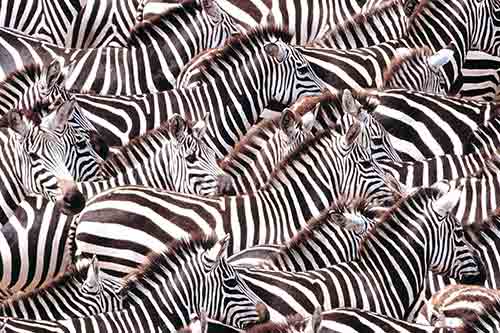 Zebras_thumb